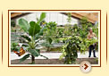 Schmetterlingsfarm in Trassenheide